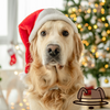 Why a Hat for Your Dog is a Great Christmas Gift