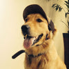 Western Woofs: Stylish Dog Baseball Cap for Large Breeds!
